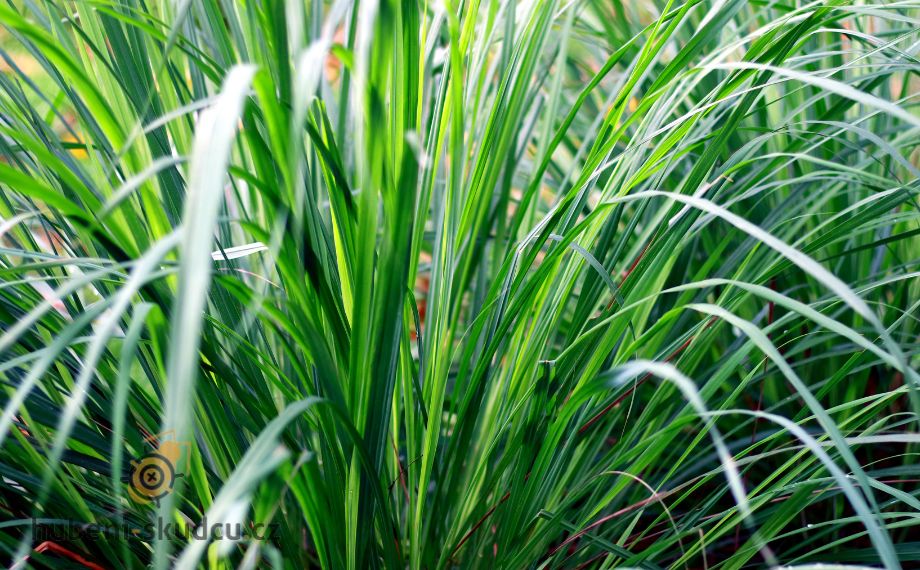 citronová tráva Cymbopogon citratus